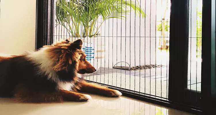 Sliding Screen Pet Door Repair in Key West, FL