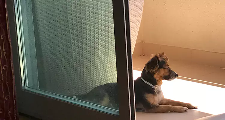 French Door Pet Screen Repair in Key West, FL